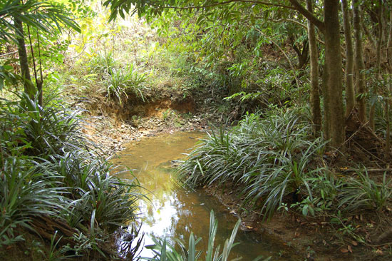 Habitat of the species in the Batang Kayang river basin, Sarawak, Borneo.