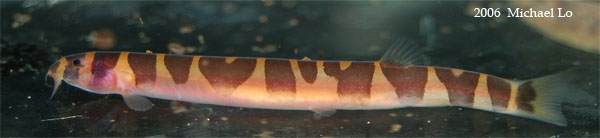 Freshly-collected specimen from the Batang Sadong river, southern Sarawak.