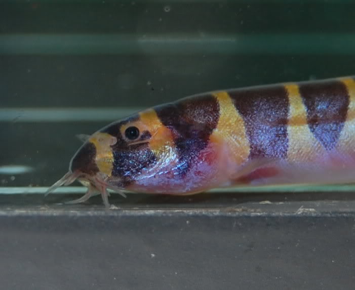 Head detail.