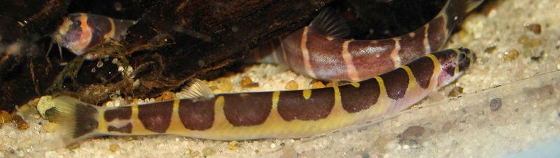 P. semicincta appears to be the commonest aquarium eel loach.