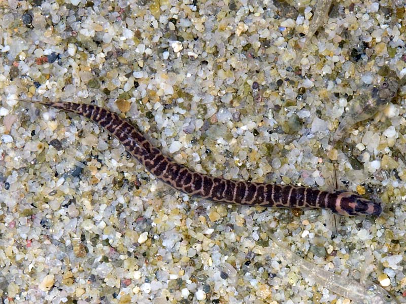 Dorsal view of the same specimen.