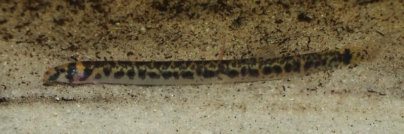 Aquarium specimen - collection locality unknown.