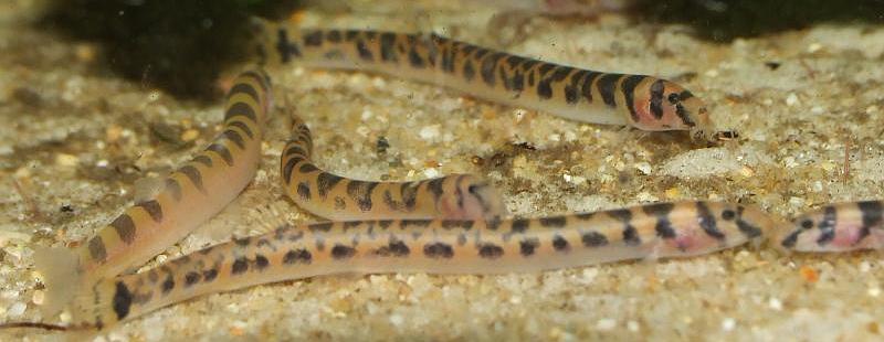 All Pangio spp. are gregarious and do best when maintained in good-sized groups.