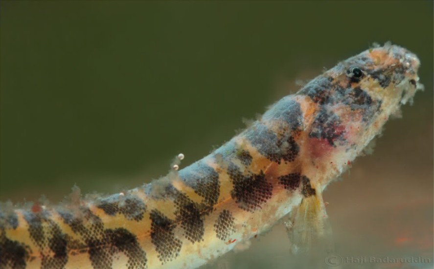 Close-up of the fish in the previous image.
