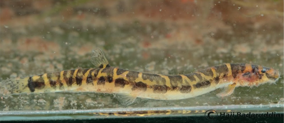 Freshly-collected specimen from Sibu District, Sarawak state, Borneo still covered in mulm and apparently secreting body mucus.