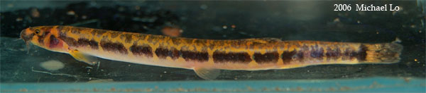 Wild specimen from the Batang Sadong river system, Sarawak.
