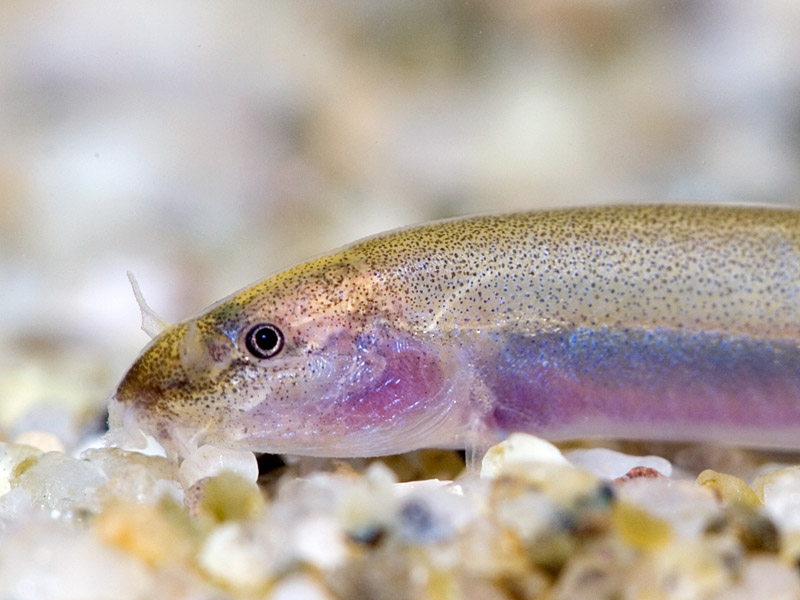 Head detail of pale form.