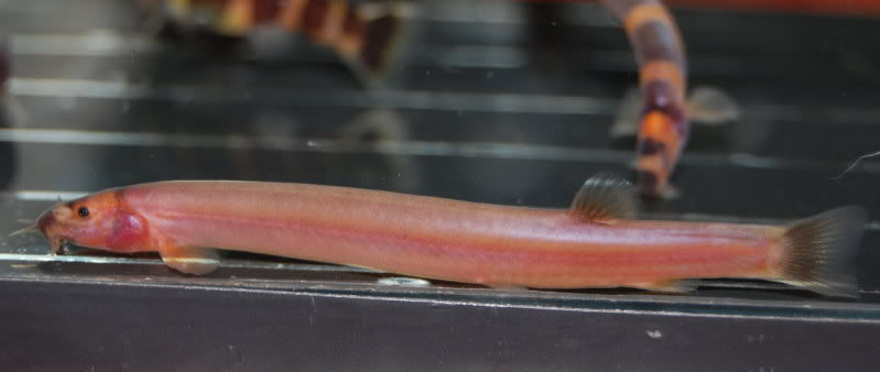 Some specimens lack striped patterning...