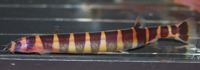 ...whereas others are darker and well-marked. All were imported together.