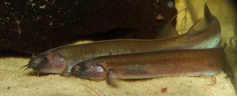 All Pangio species are gregarious and do best when maintained in groups.