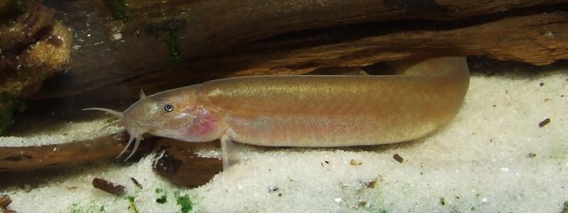 The fish in our images all appear to be P. oblonga but may represent more than one species.