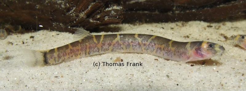 This fish appears to be an undescribed species from the Barito River system, Kalimantan Selatan province, Indonesian Borneo...