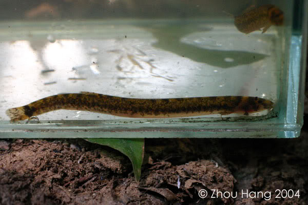 Fresjhly-collected specimen from Kalimantan Timur province, Indonesian Borneo.