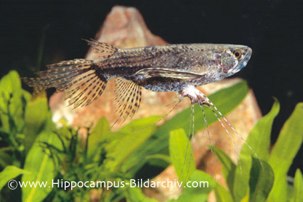 Pantodon buchholzi