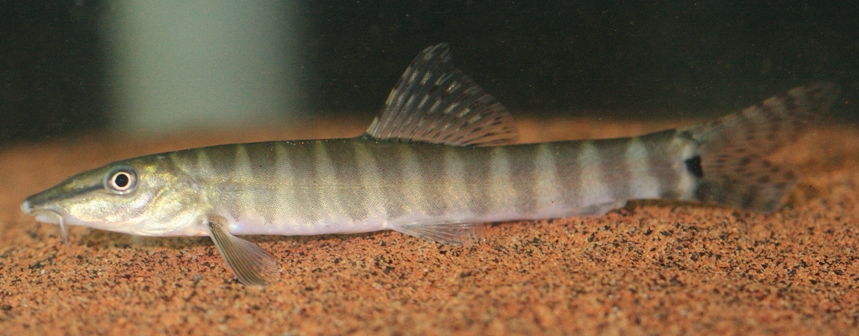 Wild-collected subadult.