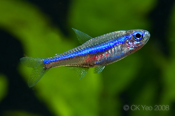 This species has less red pigmentation on the body than P. innesi and P. axelrodi.