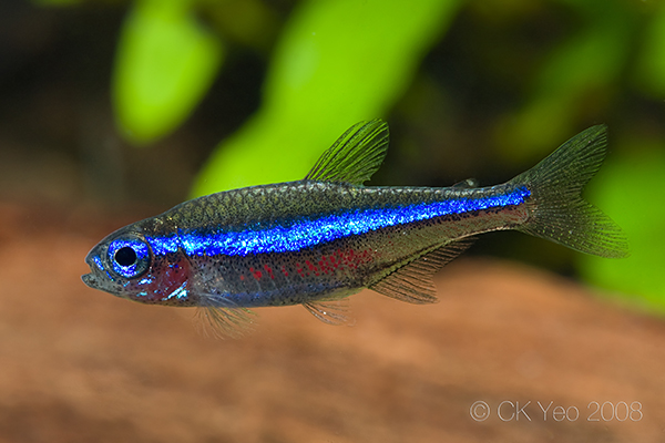 Young adult specimen.