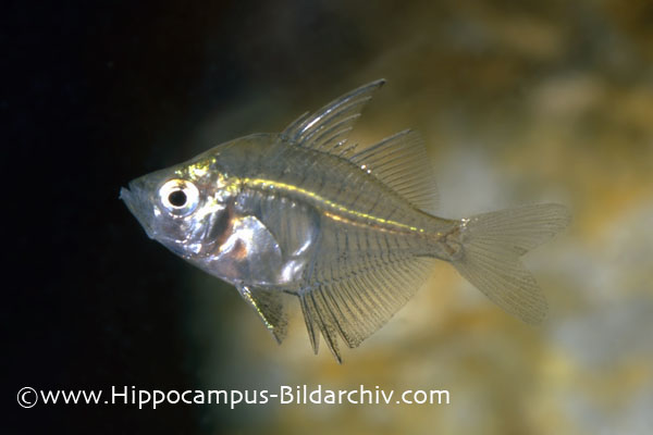 The new species is closely-related to P. ranga.