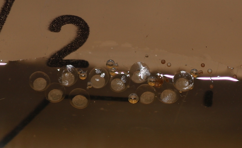 The eggs themselves have a series of spiralling ridges on the outer surface.