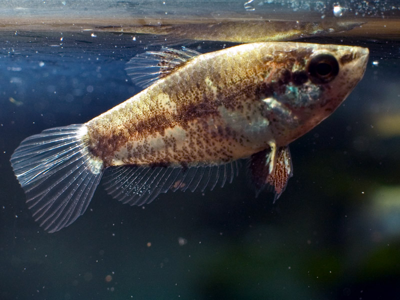 Adult male.