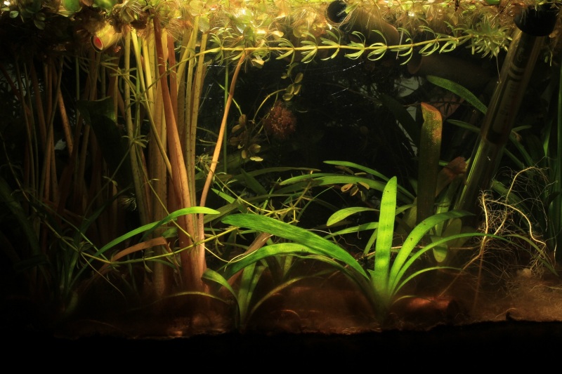 This set-up was used to breed the fish successfully for several months.