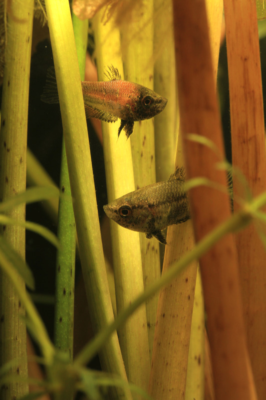Pair during courtship, male above.