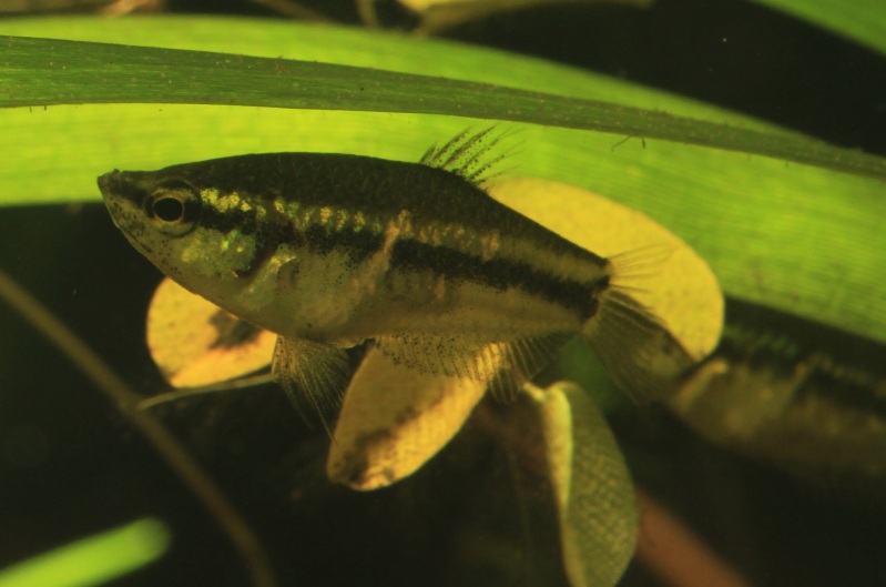 Adult female.