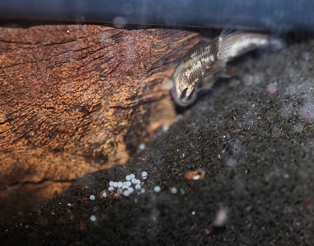 ...before moving it to another location. This typically happens several times during incubation. Both adults or only the male may be involved.