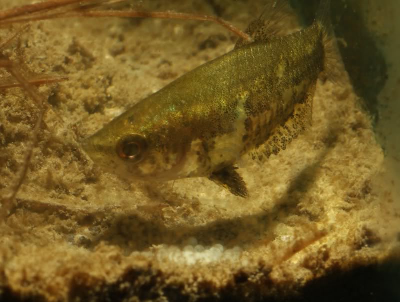 ...and here the female.