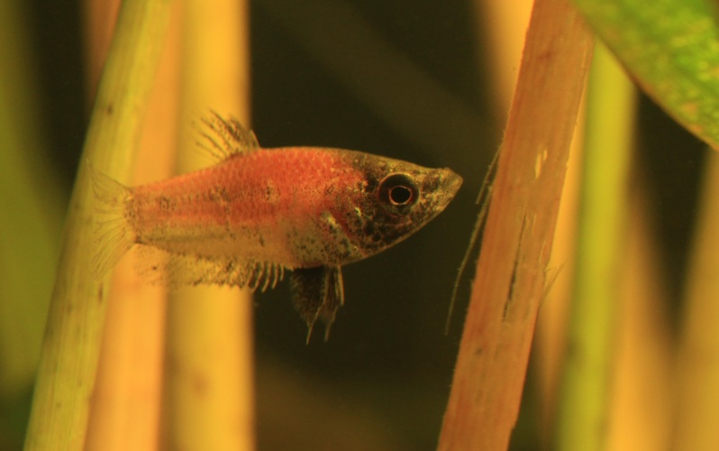 Adult male with courtship colour pattern.
