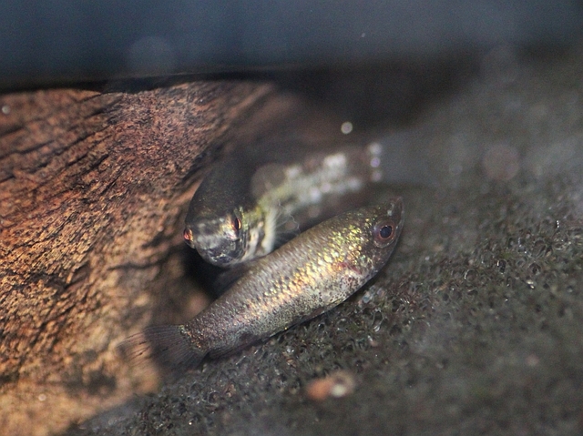 ...before the male moves in to fertilise them.