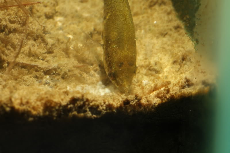 A third strategy involves depositing the eggs within a depression in the substrate. Here the male...