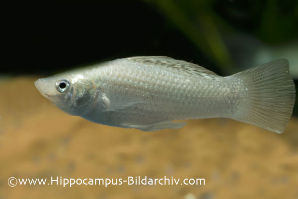 Poecilia latipinna "silver" male