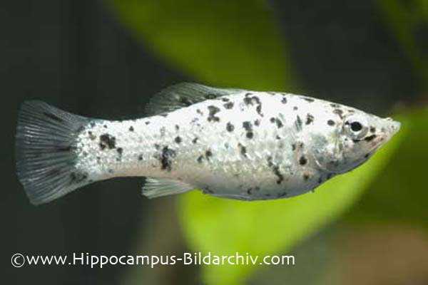 Poecilia latipinna "salt and pepper" female