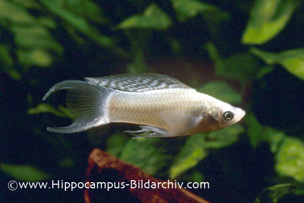 Poecilia latipinna "silver" male