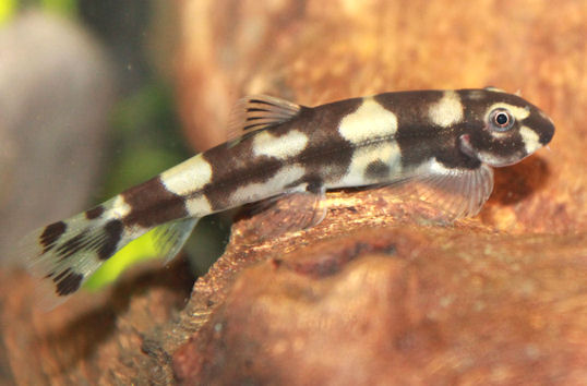 As the fish begin to mature so the juvenile patterning begins to break up...