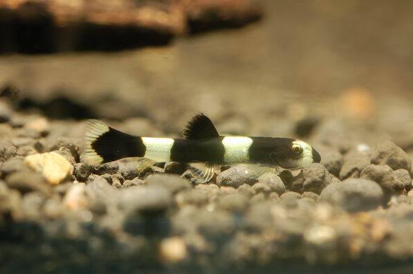 Very young specimens possess particularly strong markings...