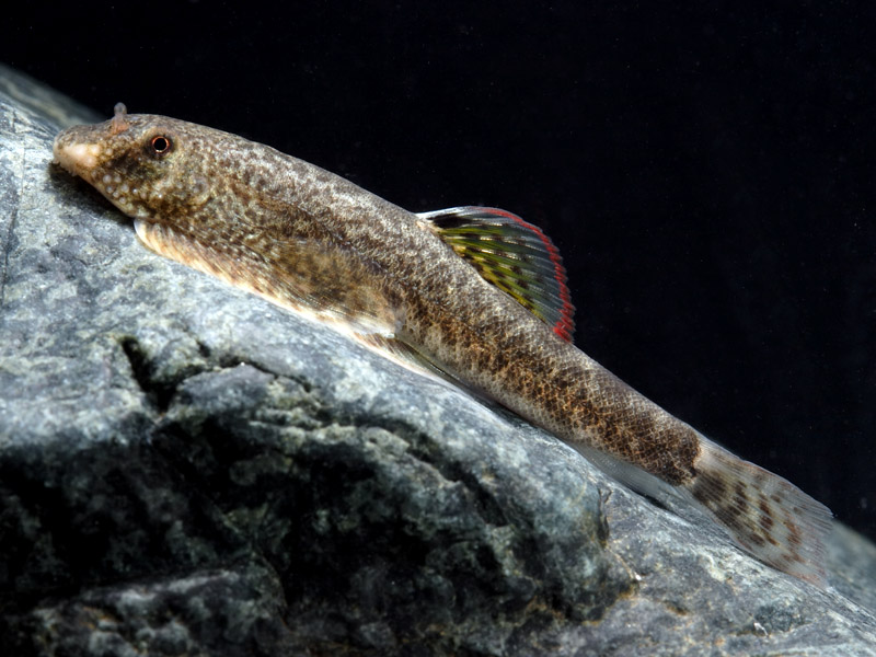 This species has often been misidentified as P. cheni in the past (see 'notes'.).
