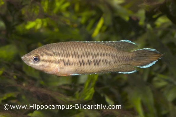 Specimen from the German aquarium trade.
