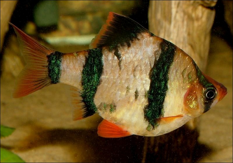 Adult female; commercial strain, with typically deformed body shape.