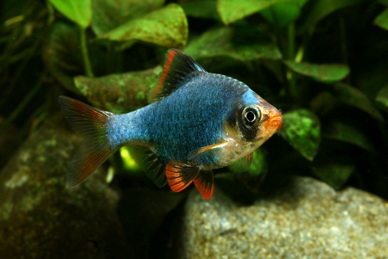 Adult male; 'moss' or 'green' ornamental strain.