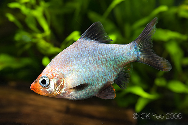 Specimen from the Singapore aquarium trade; commercial 'platinum' strain.