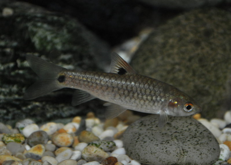 Female specimen from the U.K. aquarium trade.