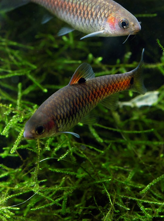 Adult pair from the Swedish aquarium trade, male below.