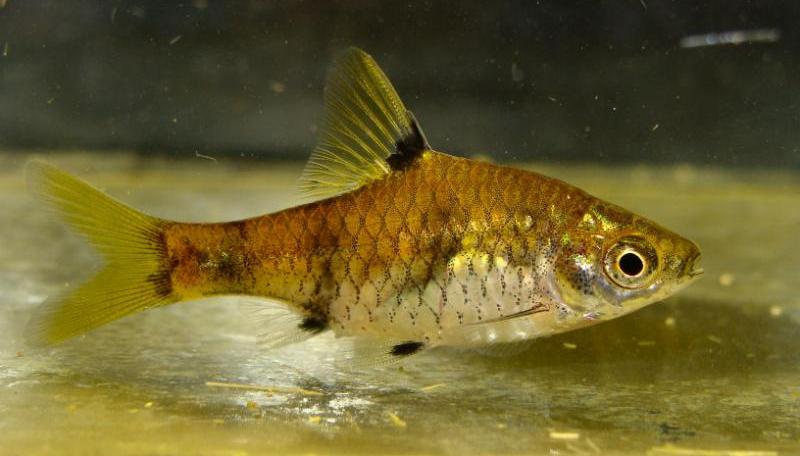 Specimen from the U.K. aquarium trade.