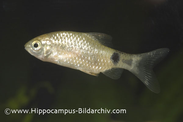 Under-nourished female from the German aquarium trade.