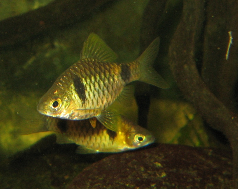 Specimens from the Belgian aquarium trade.