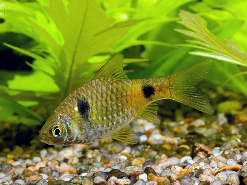 Adult, possibly female, specimen.