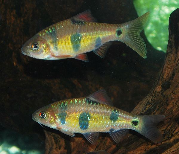 Adult pair from the U.K. aquarium trade, female top.
