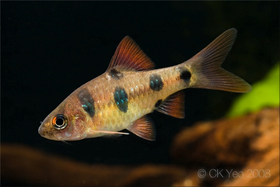 Subadult from the Singapore aquarium trade.